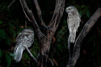 Lelkoun sovi - Podargus strigoides - Tawny Frogmouth o2701